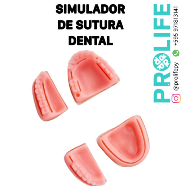 A- SIMULADOR DE SUTURA MODELO DENTAL